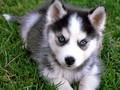 Chien husky sibérien