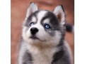 Détails : Royal Pomsky