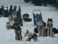 Détails : Chiens de traîneau à Vassieux en Vercors